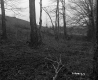 Trees on Slope