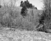Trees on Hills