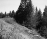 Slope with Trees
