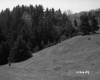 Grass Slope and Trees