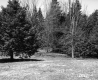 Trees in Field