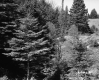 Trees on Slope