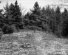 Trees and Plants