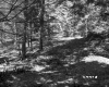 Slope in Forest