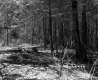 Branches in Forest