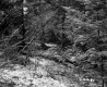 Forest Area