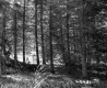 Coniferous Trees in Forest