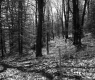 Trees and Wood Pole in Forest
