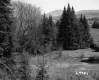 Trees on Hills