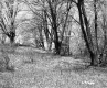 Grass on Slope