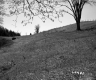 Grass on Slope