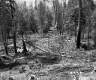Fallen Tree in Forest