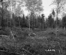 Twigs in Forest
