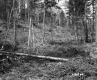Fallen Trees in Forest