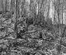 Trees on Slope