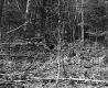 Tree Branches in Forest