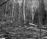Fallen Trees in Forest