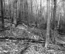 Fallen Trees in Forest