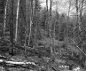 Tree Branches in Forest