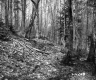 Slope in Forest