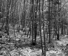 Tree in Forest