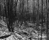 Budding Trees in Forest