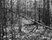 Budding Trees in Forest