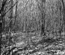 Budding Trees in Forest
