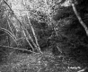Budding Trees in Forest