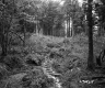 Small Stream in Forest