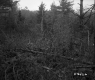 Fall Tree and Thickets