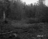 Fallen Trees and Branches
