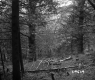 Trees and Branches in Forest