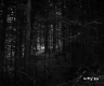 Coniferous Trees in Forest