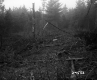 Tree Branches and Stumps