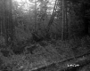 Tree Branches and Stumps