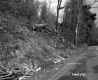 Cut Trees by Road