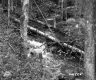 Fallen Tree in Stream