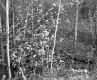 Budding Trees in Forest