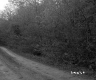Dirt Road by Trees