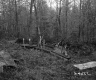 Wooden Debris in Forest
