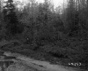 Dirt Road in Forest