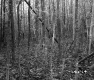 Budding Trees in Forest