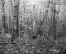 Budding Trees in Forest