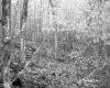 Budding Trees in Forest