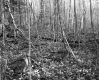 Budding Trees in Forest