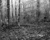 Budding Trees in Forest