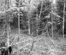 Budding Trees in Forest