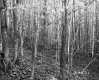 Budding Trees in Forest