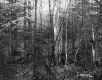 Forest Area